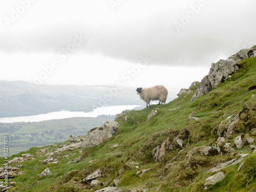 Sheep standing on the edge of a mountain