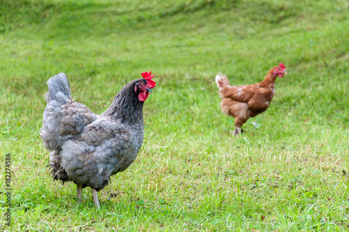 grey rooster with red comb and hens grazing on the green lawn in summer sunny day