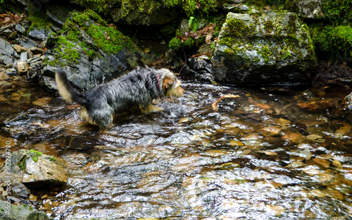 Dog playing in the water of a small stream