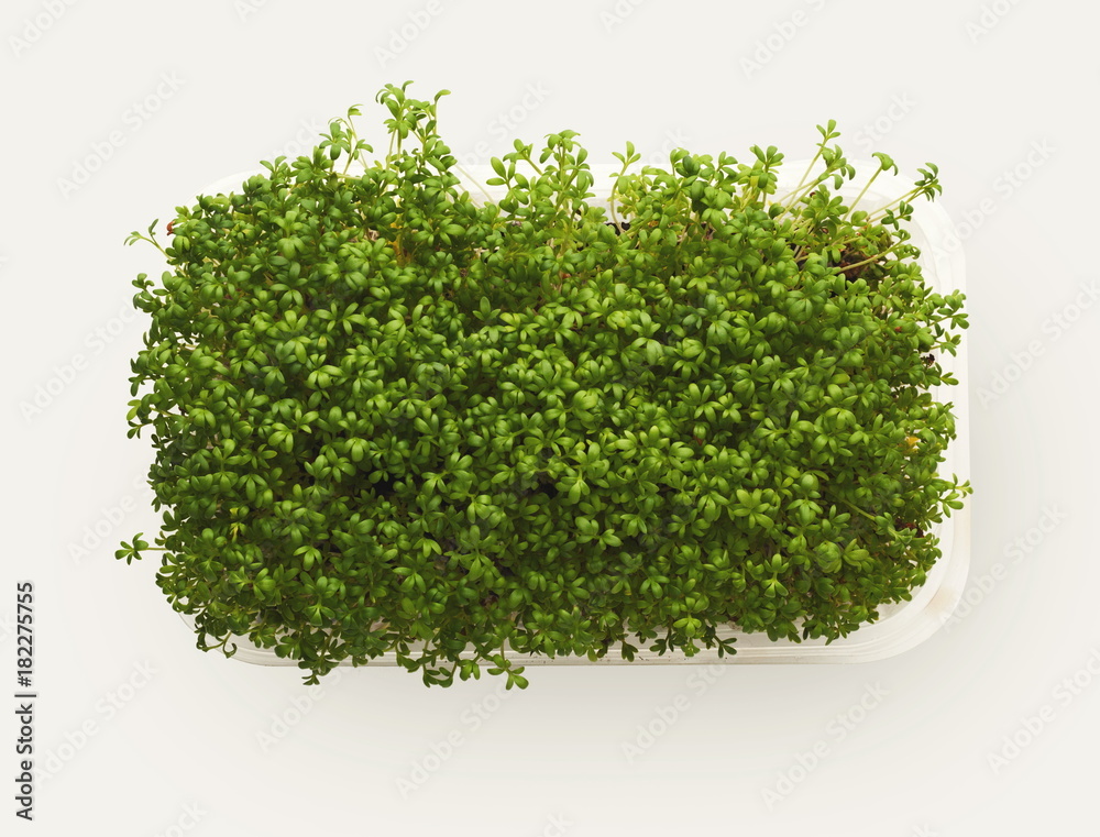 Fototapeta premium Micro greens growing in plastic bowl top view, isolated