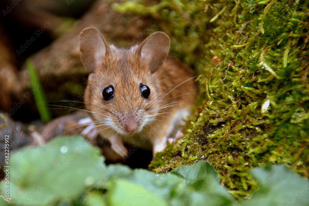 süsse Waldmaus süsse Waldmaus