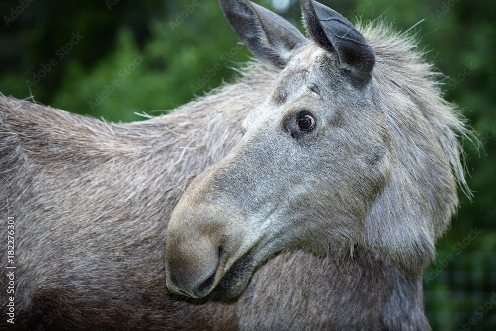 Elch Elk Schweden