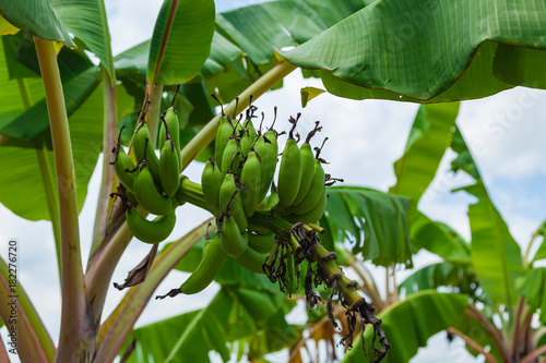 Green bananas on banana tree  Bali island  Indonesia