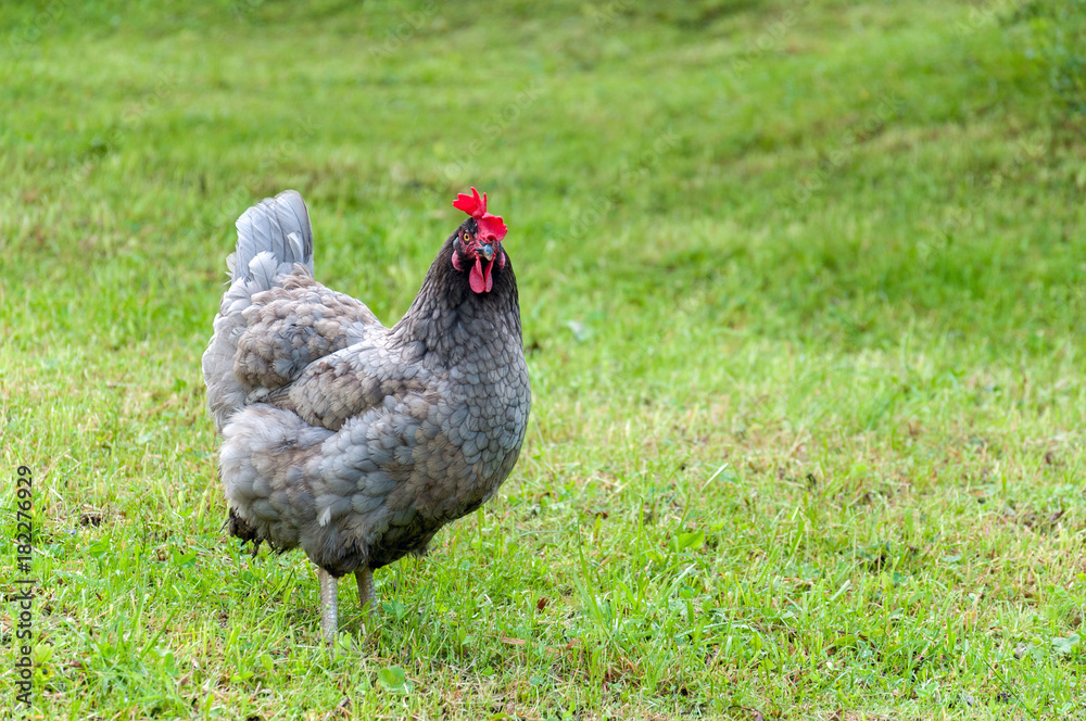 grey rooster with red comb grazing on the green lawn in summer sunny day
