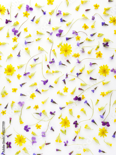 Pattern made from natural yellow wildflowers. Abstract floral composition. Top view  flat lay. Floral  plants background. Mother s Day  March 8 background.