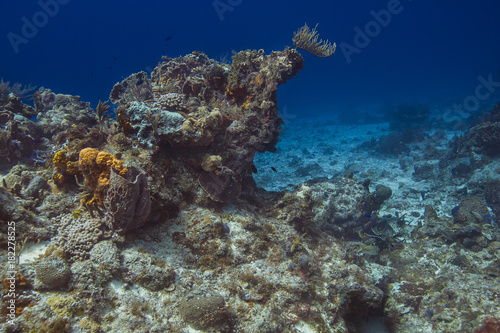Fototapeta Naklejka Na Ścianę i Meble -  Carribean coral reef
