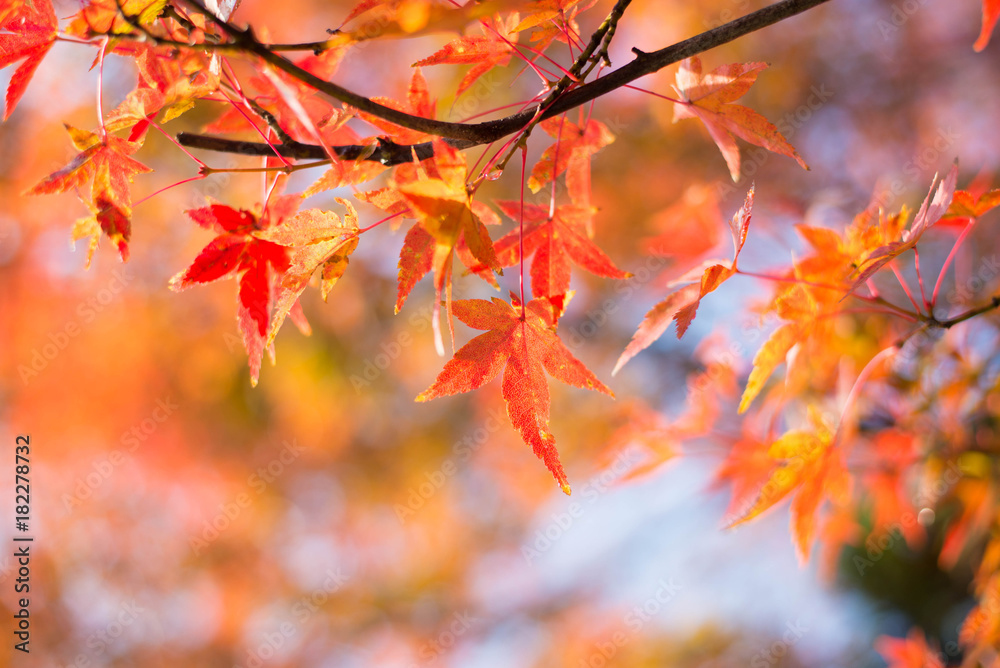 Maple tree during Autumn in Japan. Maple tree during Autumn in Japan.