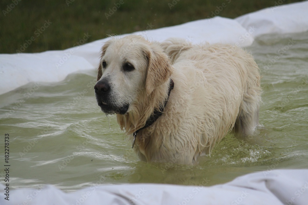 golden retriever nimmt ein Bad im Pool