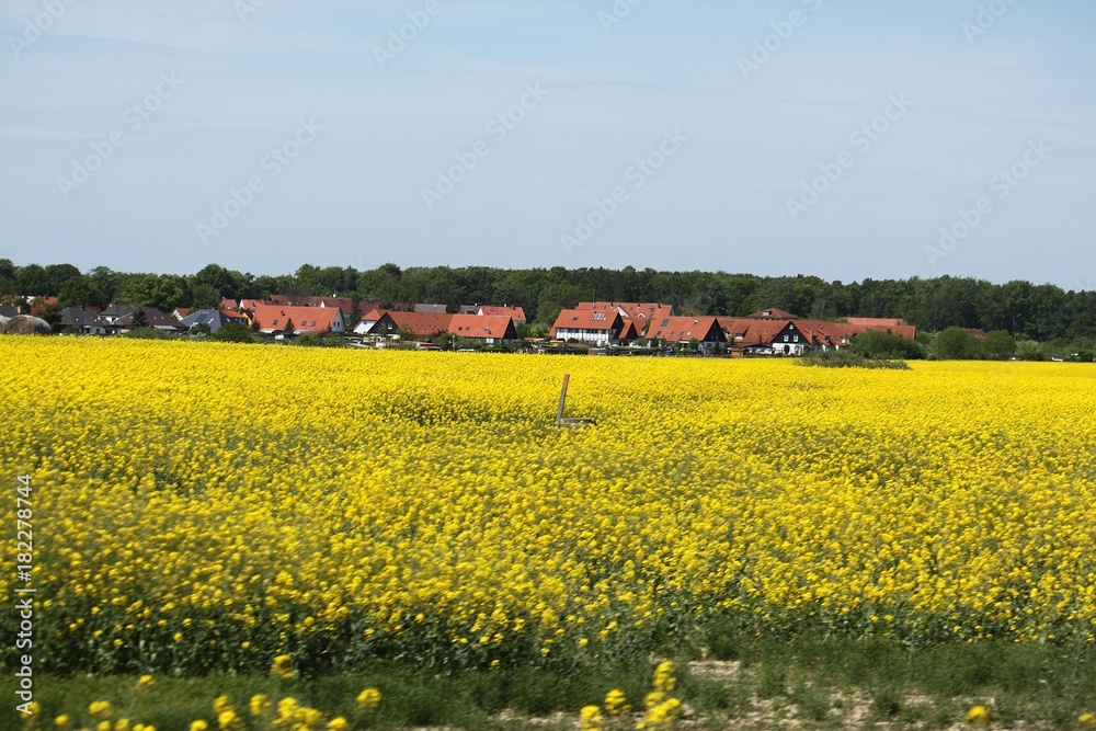 kleines Dorf liegt an einem Rapsfeld