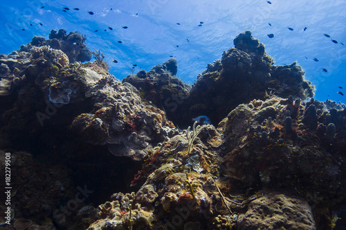 Coral mountain reef