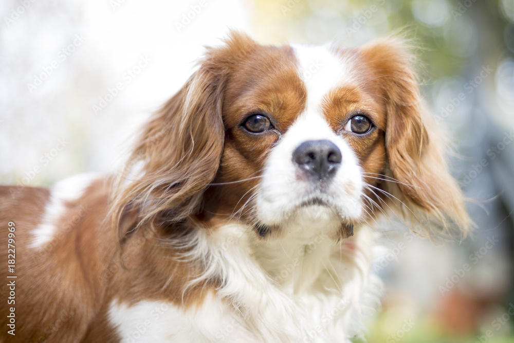 Cavalier King Charles Spaniel dog pet animal