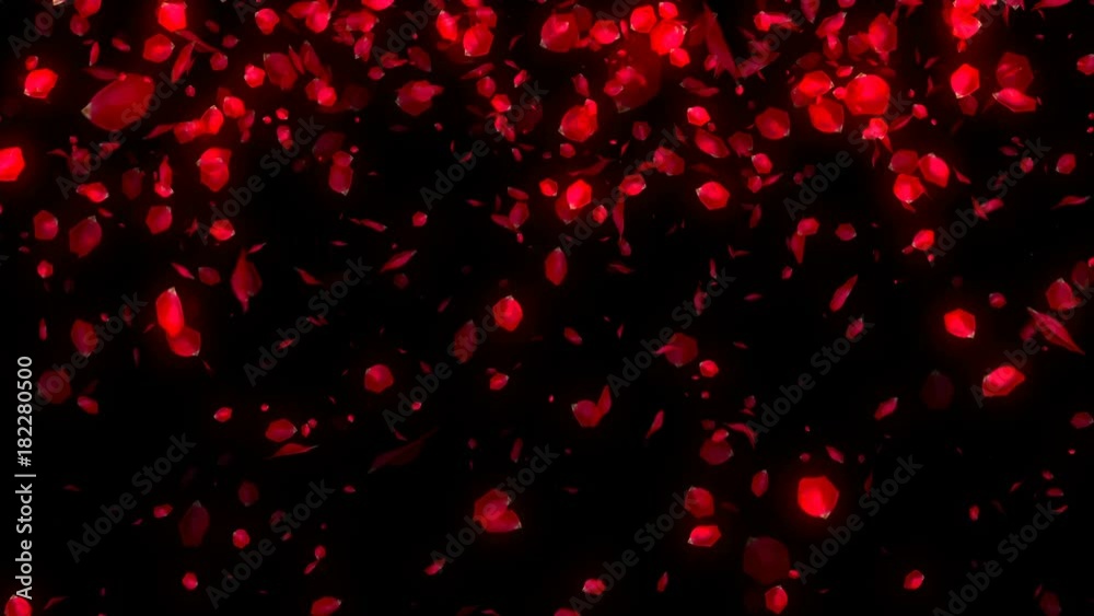 Falling Rose Petals on black background. Seamless loop Falling Rose Petals on black background. Seamless loop