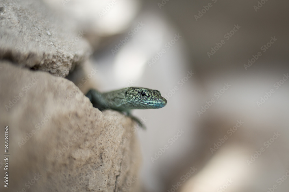 Naklejka premium Lizard animal nature forest close up