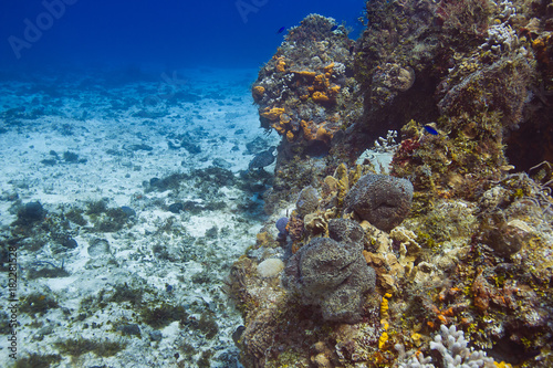 Fototapeta Naklejka Na Ścianę i Meble -  coral reef and escaping turtle