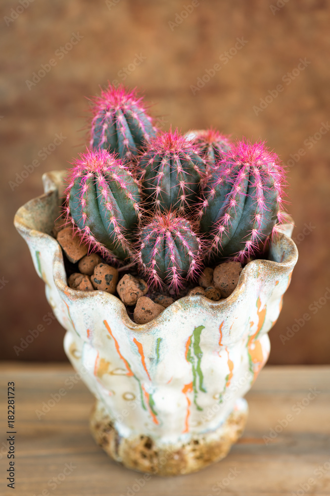 Naklejka premium Pink cactus in a pot