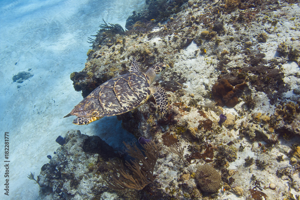 Hawksbill Sea Turtle Hawksbill Sea Turtle