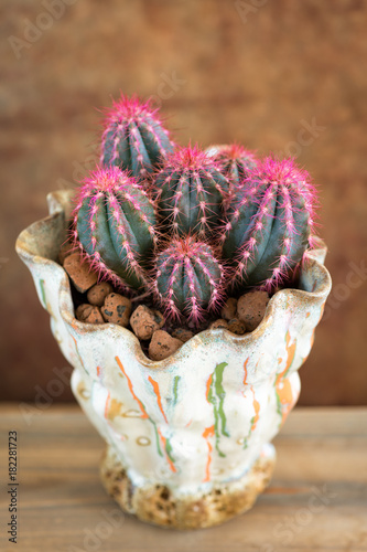 Pink cactus in a pot