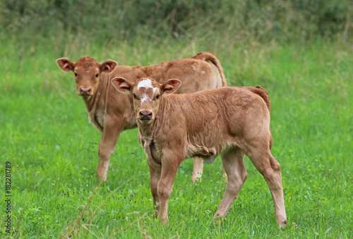 two calfs on a pasture © schapinskaja
