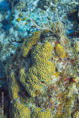 Coral encrusting sponge