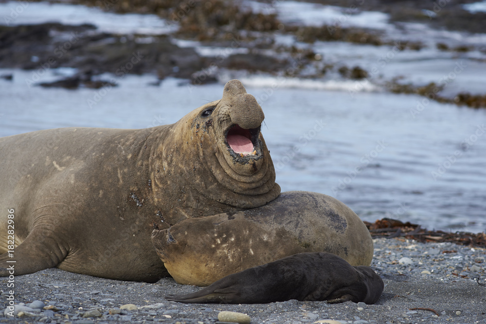 Fototapeta premium Breeding group of Southern Elephant Seal (Mirounga leonina) on Sea Lion Island in the Falkland Islands.