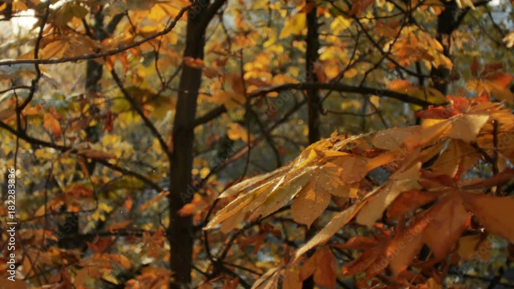 First autumn snowfall. Snow is falling on autumn golden trees and sparkle in sun. Falling leaves First autumn snowfall. Snow is falling on autumn golden trees and sparkle in sun. Falling leaves