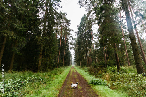 Wald-Spaziergang im Rüstjer Forst bei Dollern