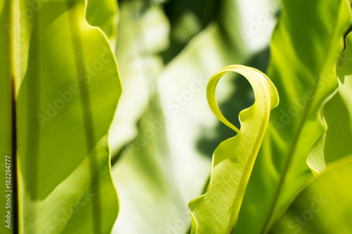 Closeup an Asplenium nidus leaf photo