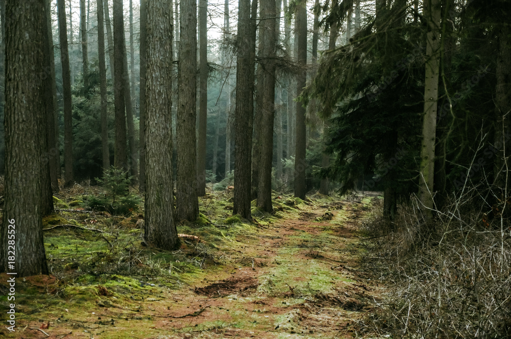 Obraz premium Waldweg in Norddeutschland