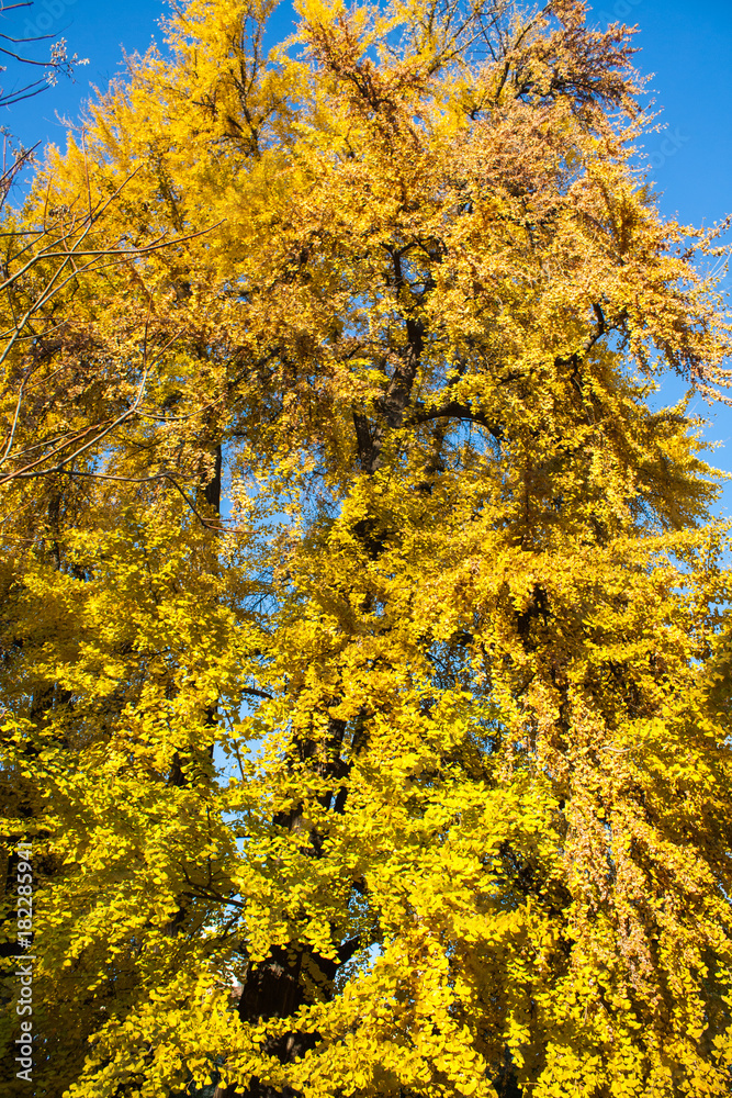 Autumn Nature View, Tree with Yelow Gold Leaves in a park on a sunny day Autumn Nature View, Tree with Yelow Gold Leaves in a park on a sunny day