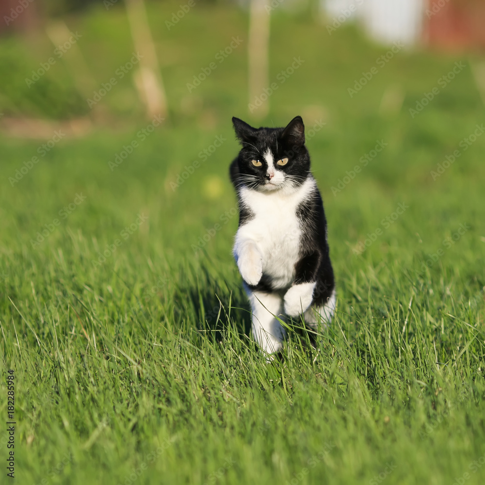 beautiful fast cat fun running on green summer meadow jumping high beautiful fast cat fun running on green summer meadow jumping high