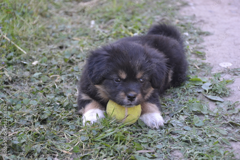 Fototapeta premium dog in the garden