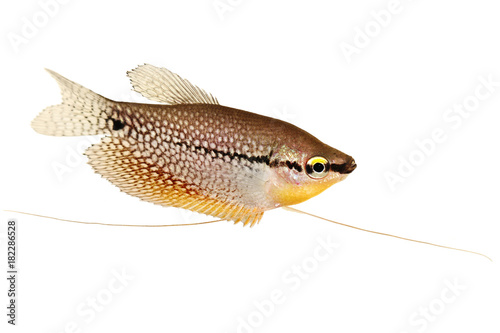 Pearl gourami Trichopodus leerii freshwater aquarium fish 
