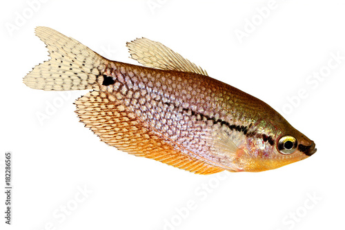 Pearl gourami Trichopodus leerii freshwater aquarium fish 
