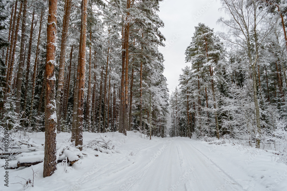Fototapeta premium winter rural scene with snow and white fields