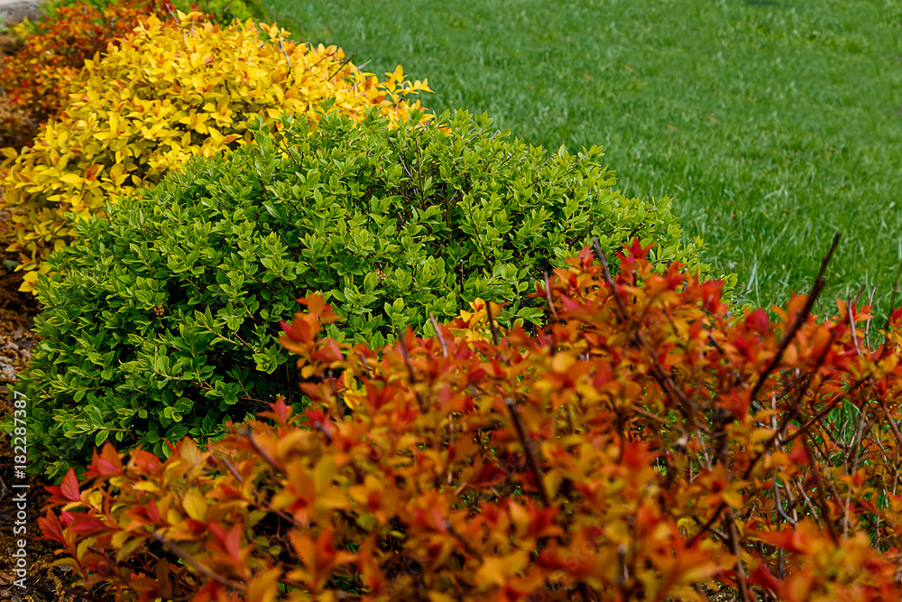 Obraz premium Multicolored spiree bushes with green yellow and orange foliage