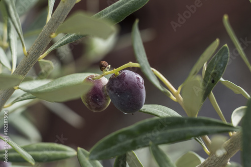 zdjęcie dojrzewających oliwek na krzaku © MaverickRose