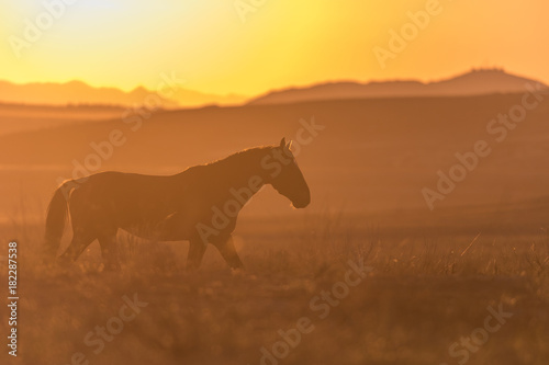 Wild Horse Silhouetted at Sunset © natureguy