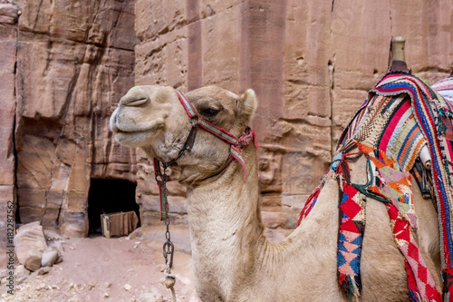 Colorful Camels in waiting at Petra Jordan photo