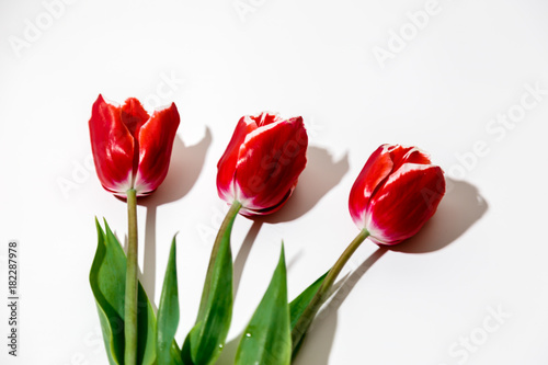 three flowers of a red tulip lie on a white background