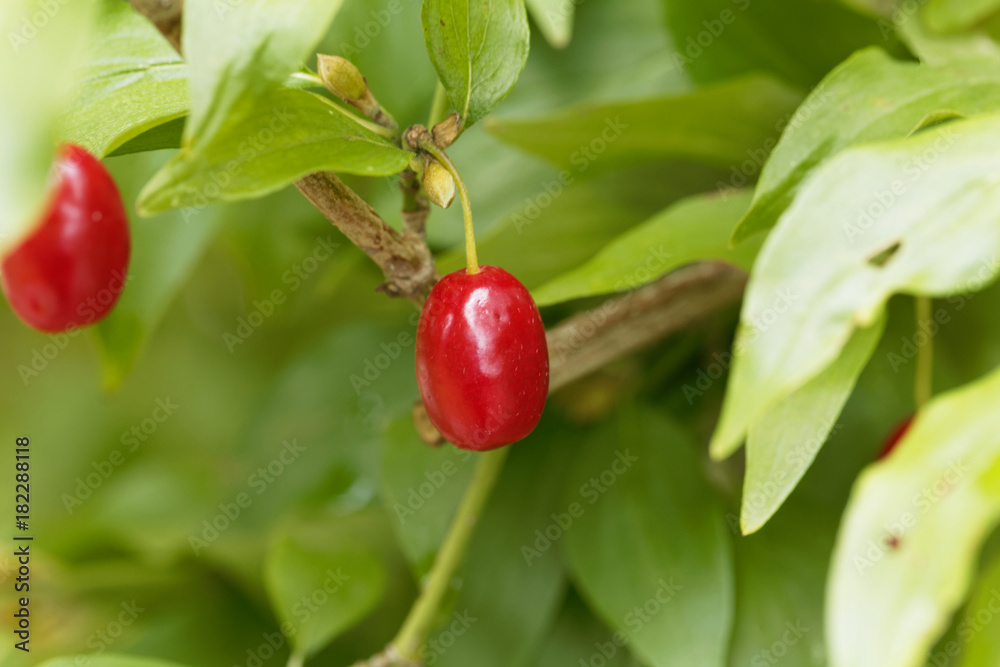 Fruits of Cornelian cherry (Cornus mas)