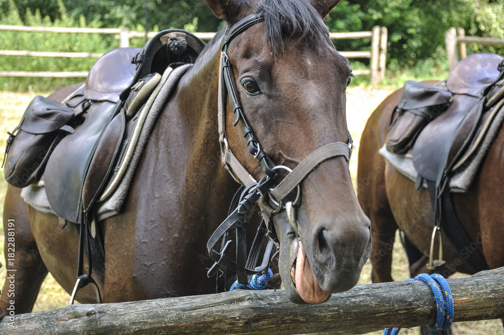 Fototapeta premium Uśmiechnięty koń