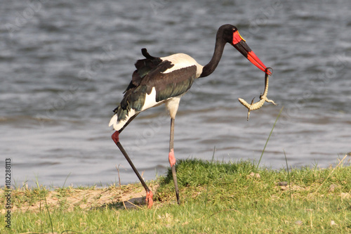 Sambia: Ephippiorhynchus senegalensis | Sattelstorch mit Eidechse im Schnabel photo