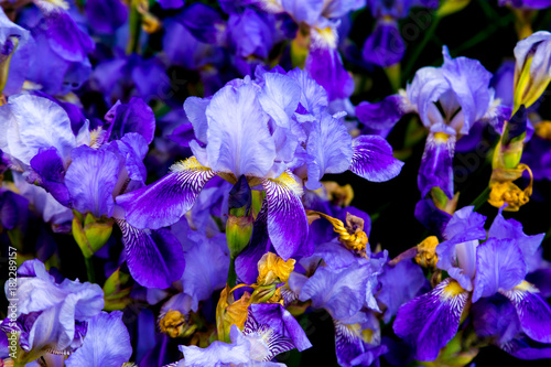 Fototapeta Naklejka Na Ścianę i Meble -  macro shot of a flower of purple white iris