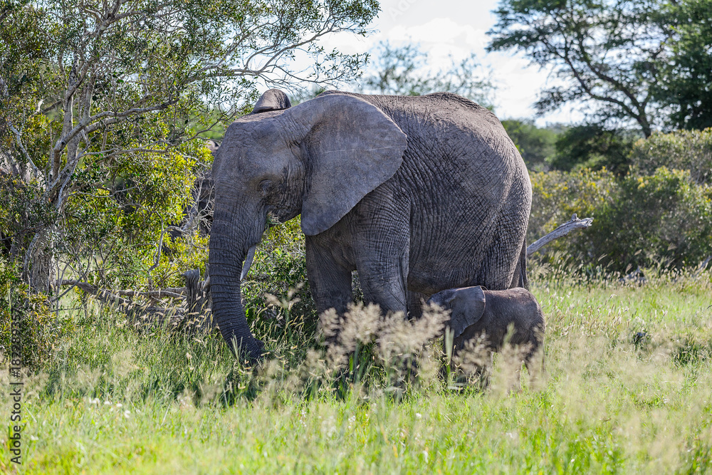 African Elephant Baby and Momma