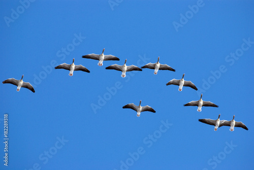 Greylag geese flying in the sky