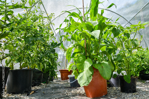 Interior of Polytunnel/ Hoop House
