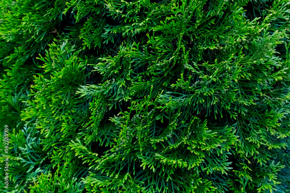 bright green foliage of thuja in summer bright green foliage of thuja in summer