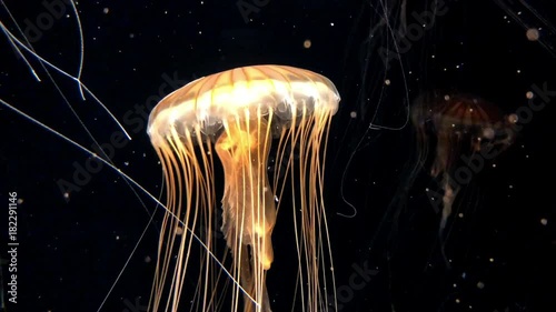 4K HD Video of glowing Jelly Fish on a dark background with glowing reflective sediment in the water. Magical