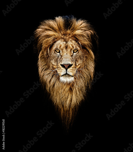 Portrait of a Beautiful lion  lion in dark. Portrait of a leader. king