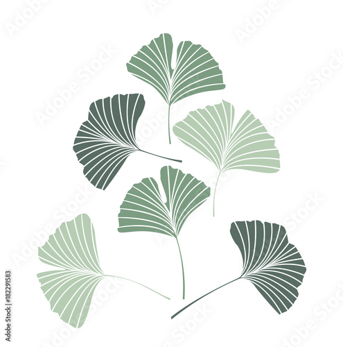 Vector Illustration ginkgo biloba leaves. Nature background with leaves.
